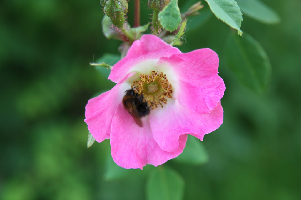 růže Rosa setipoda