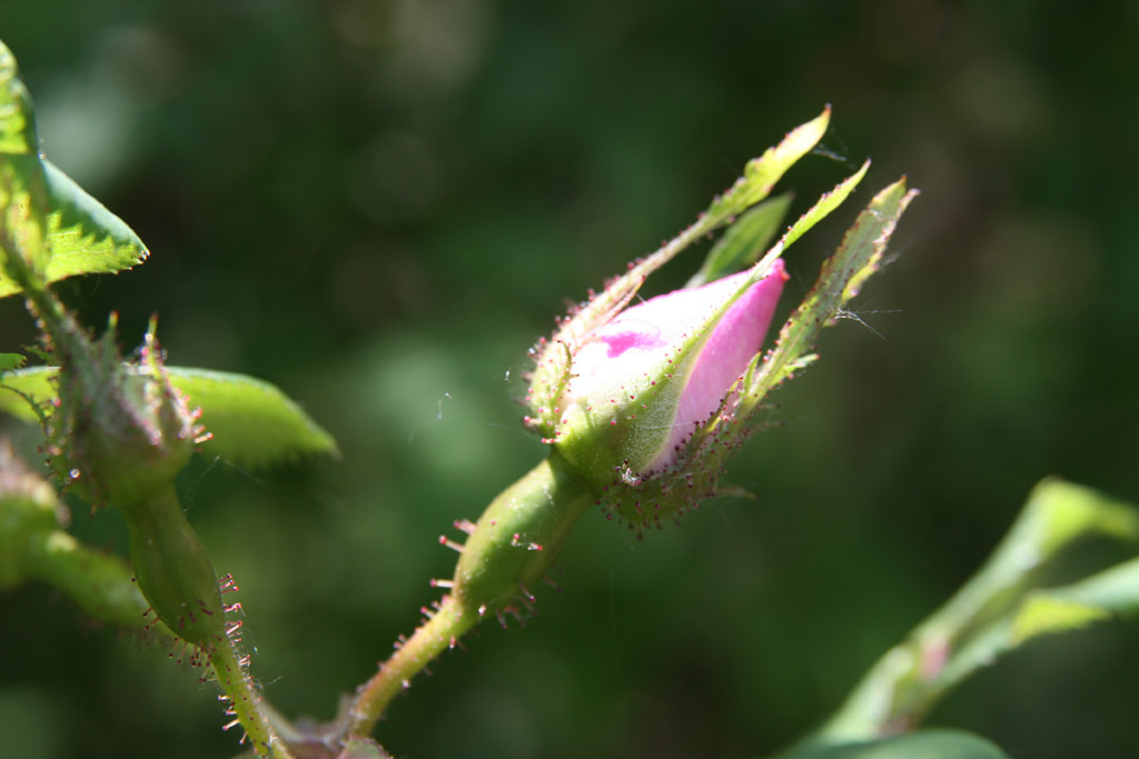 růže Rosa setipoda