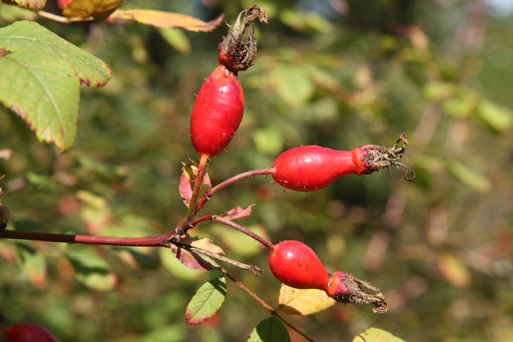 růže Rosa setipoda