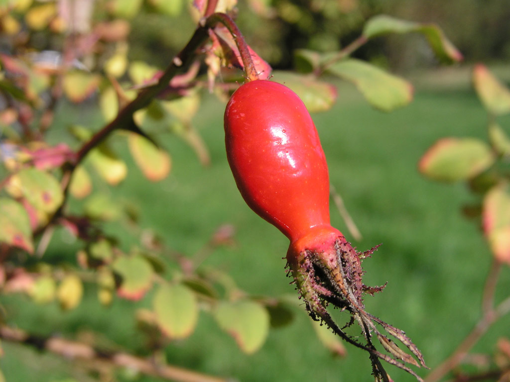 růže Rosa setipoda