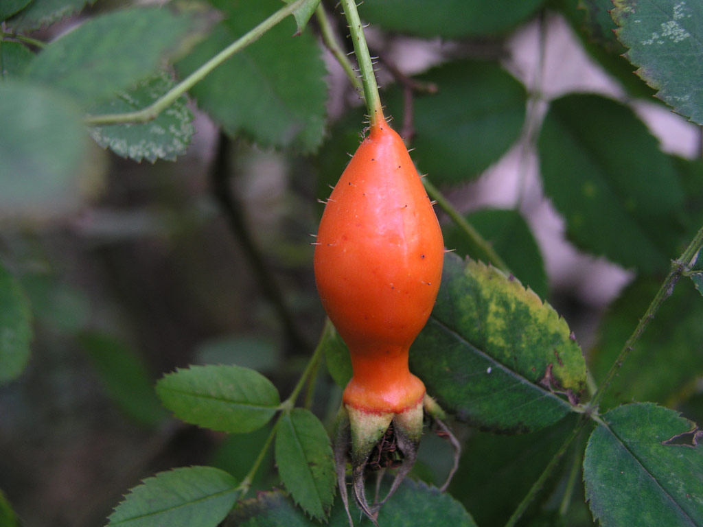 růže Rosa setipoda