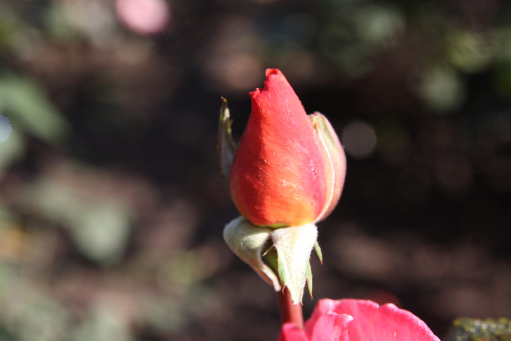 růže Rosa Simfonie