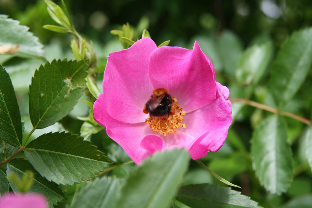 růže Rosa soulieana