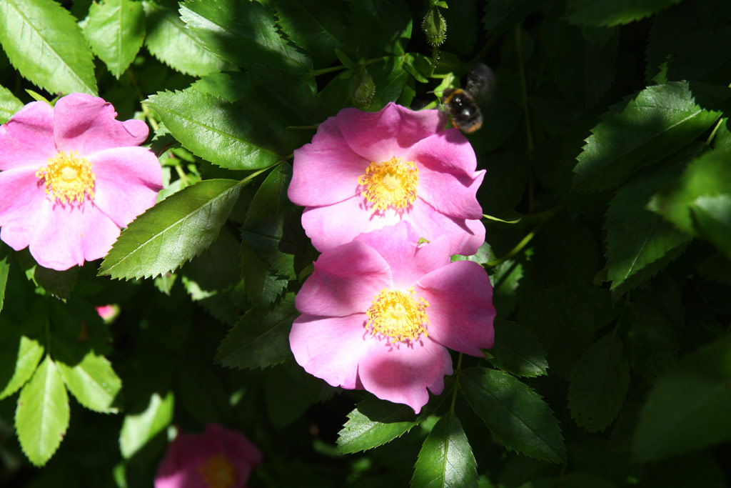 růže Rosa soulieana