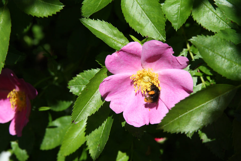 růže Rosa soulieana