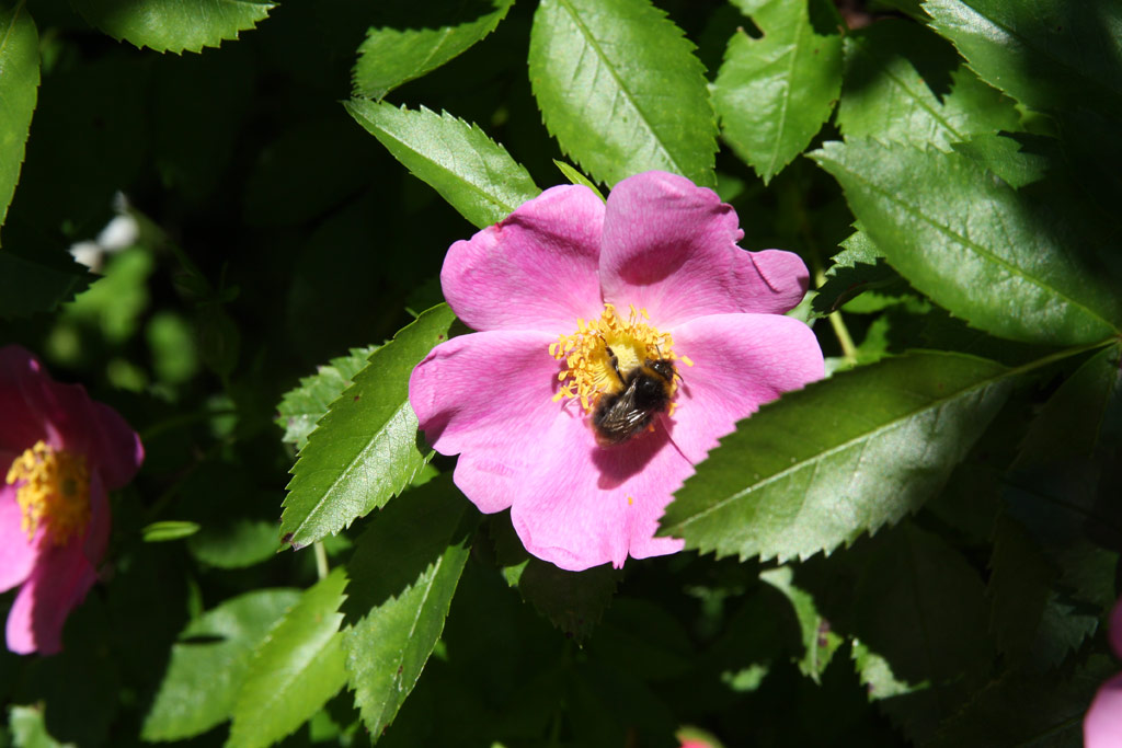růže Rosa soulieana