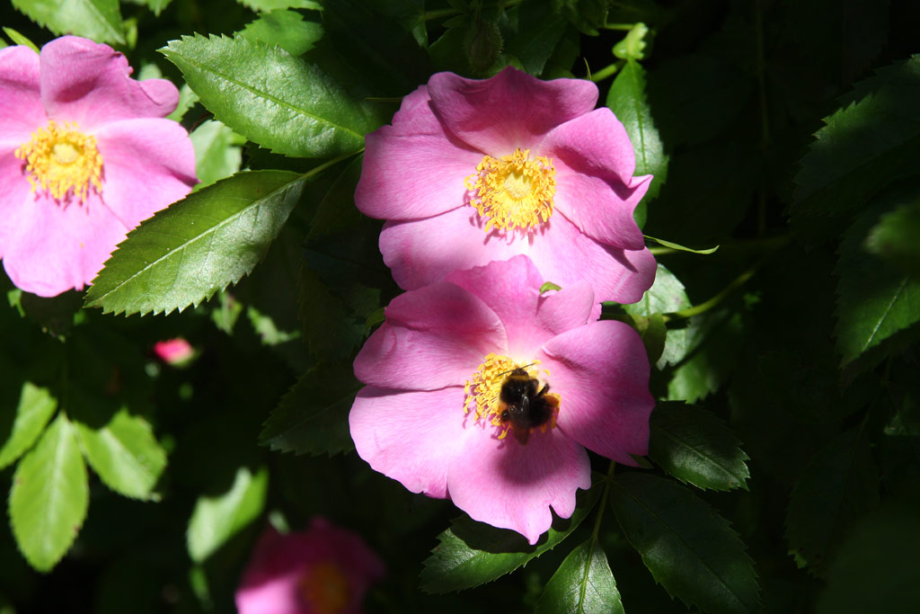 růže Rosa soulieana