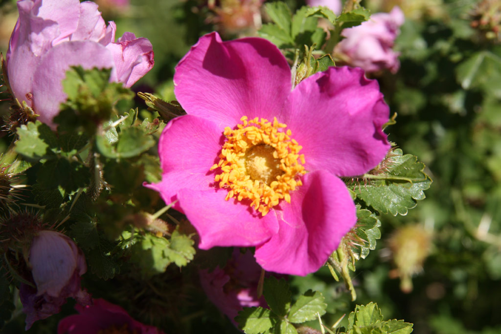 růže Rosa stellata mirifica