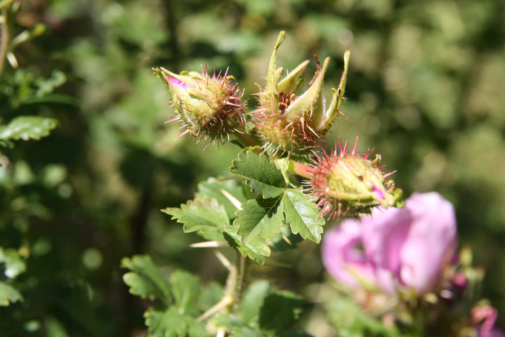 růže Rosa stellata mirifica