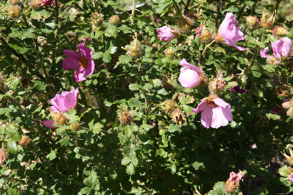 růže Rosa stellata mirifica