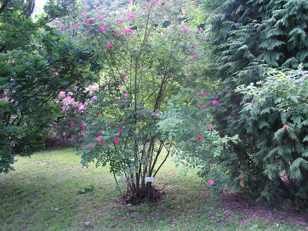 růže Rosa sweginzowii