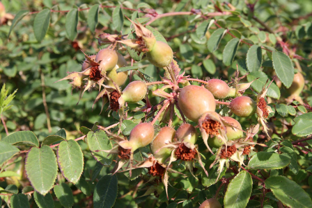růže Rosa sweginzowii