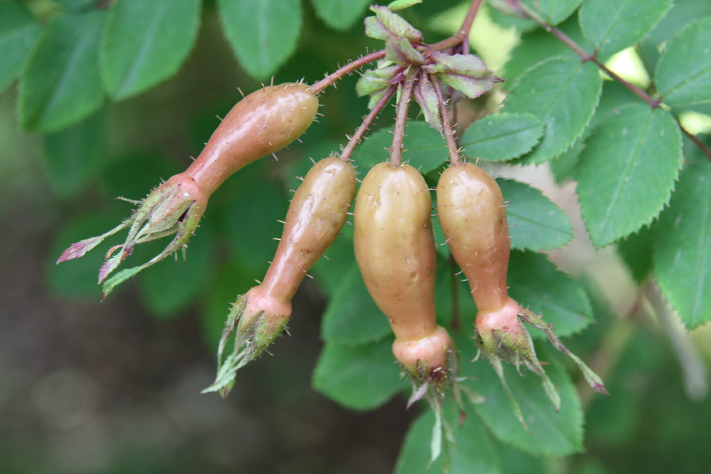 růže Rosa sweginzowii