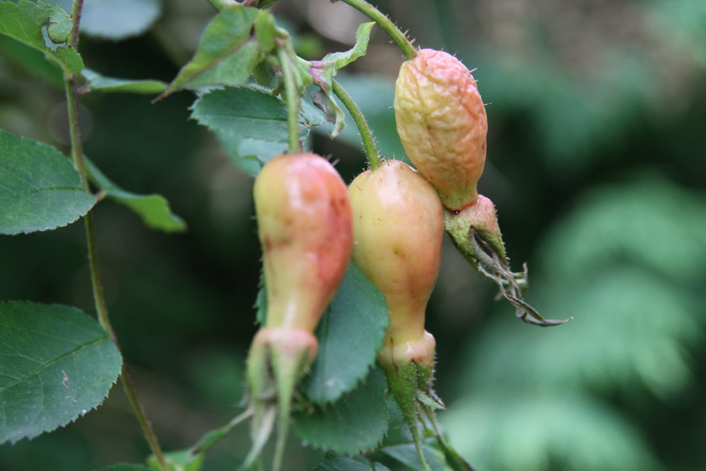 růže Rosa sweginzowii