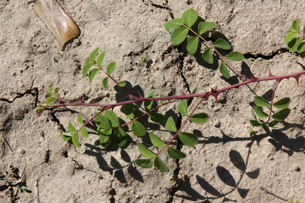 růže Rosa sweginzowii macrocarpa
