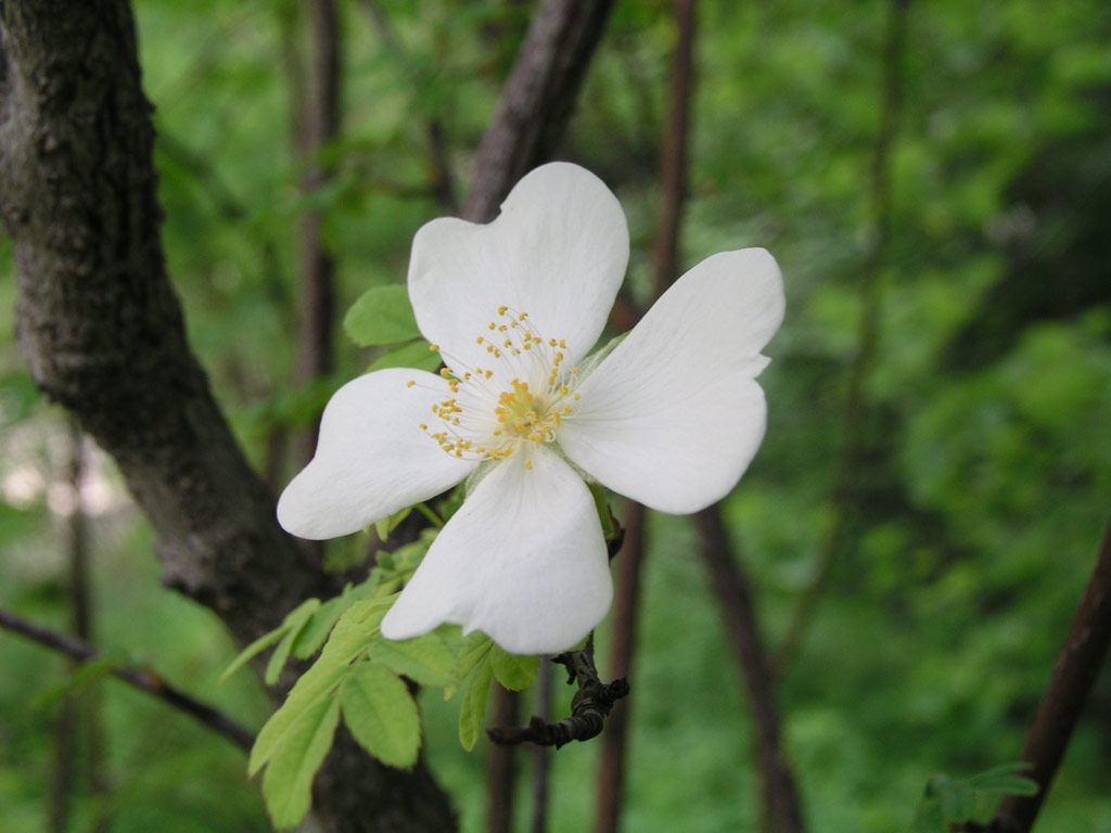 růže Rosa tetrapetala