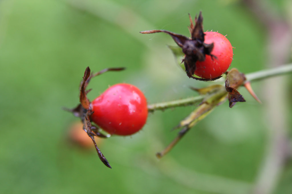 růže Rosa tomentosa