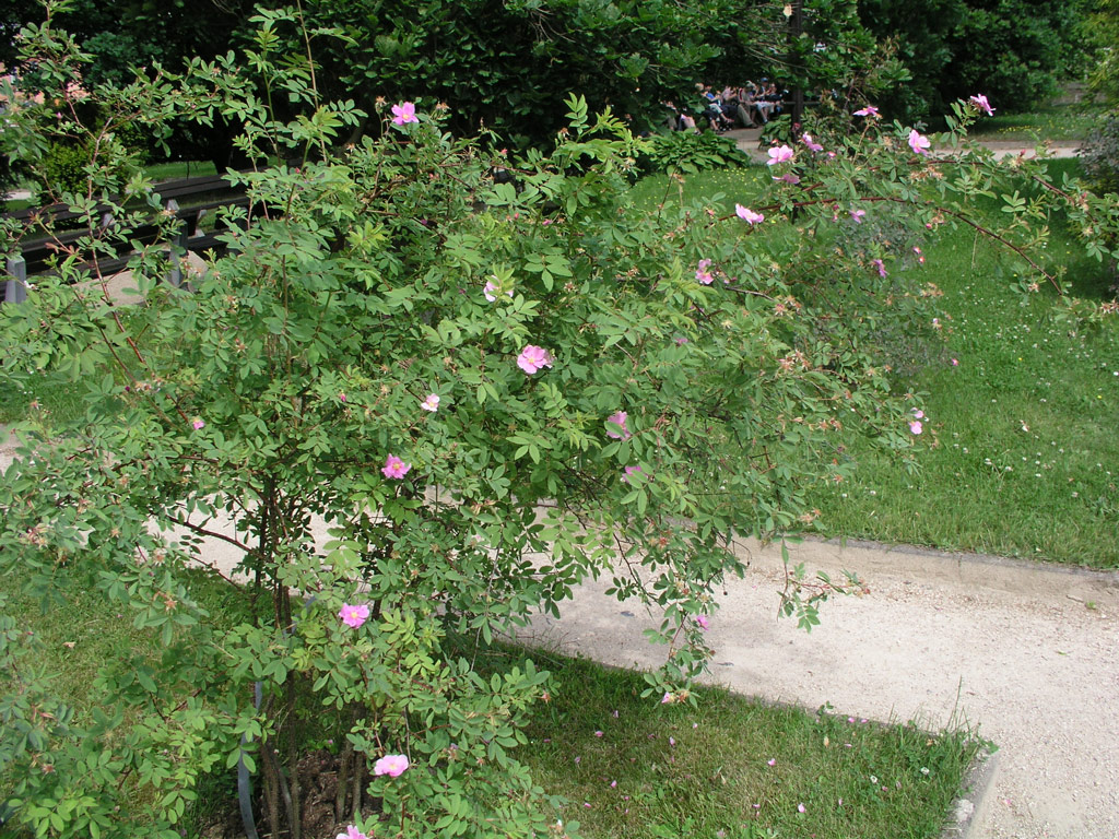 růže Rosa ultramontana