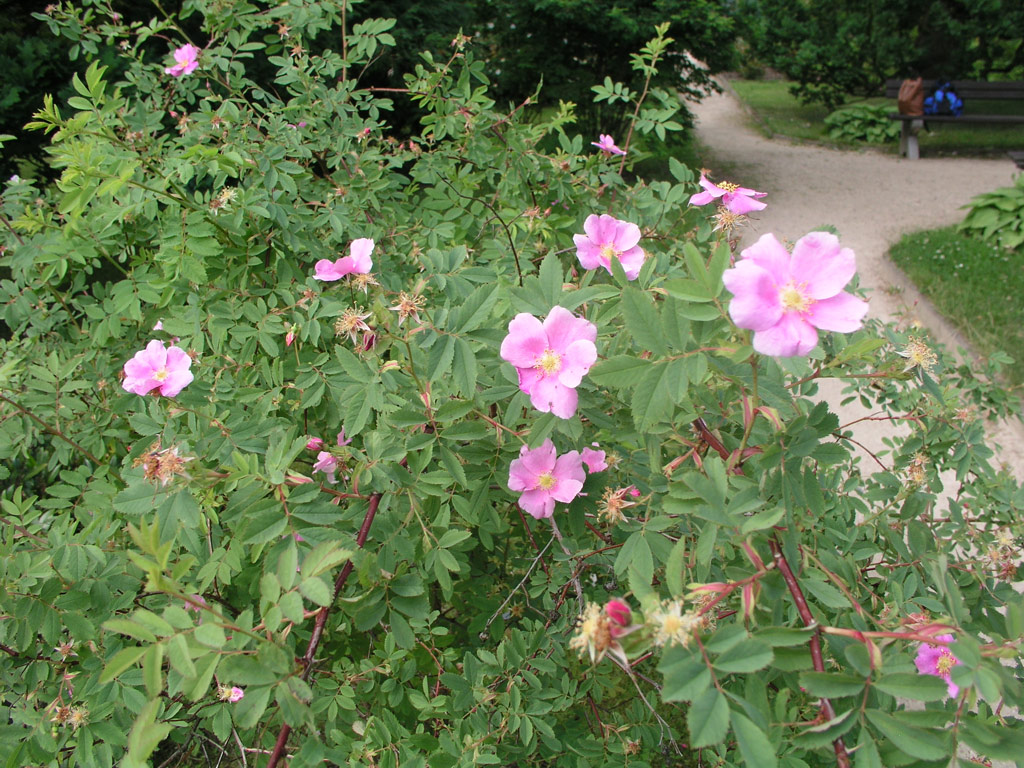 růže Rosa ultramontana