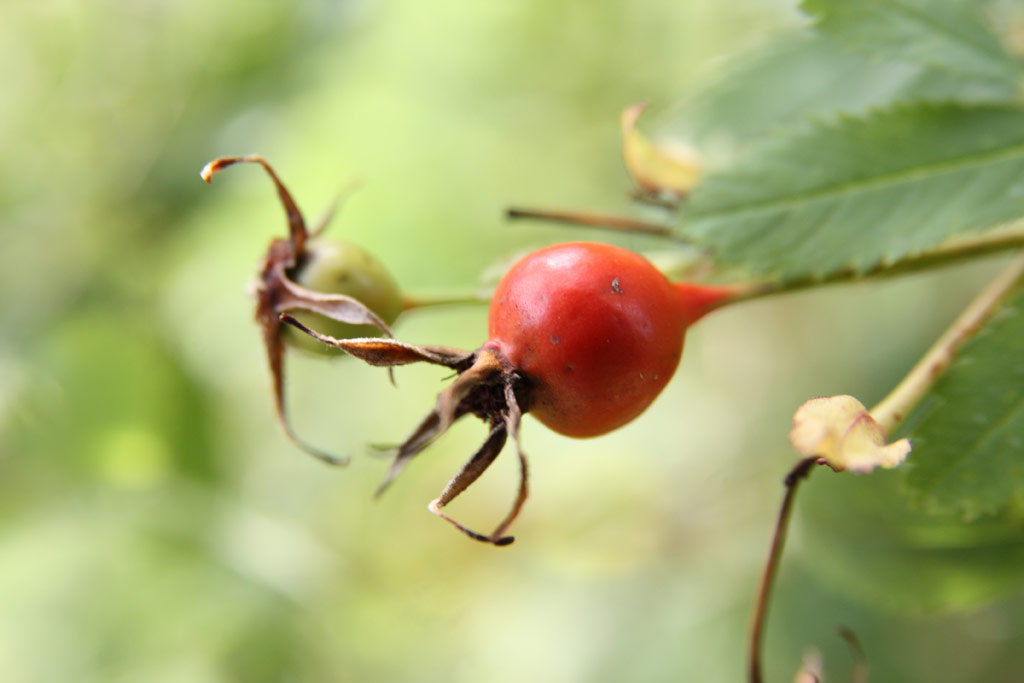 růže Rosa ultramontana