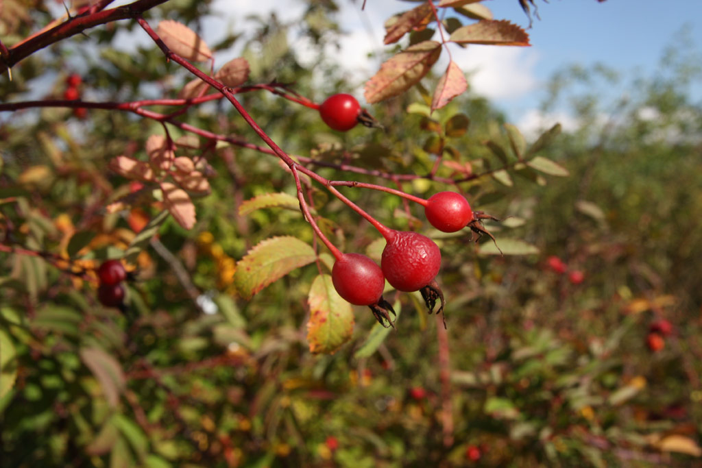 růže Rosa ultramontana