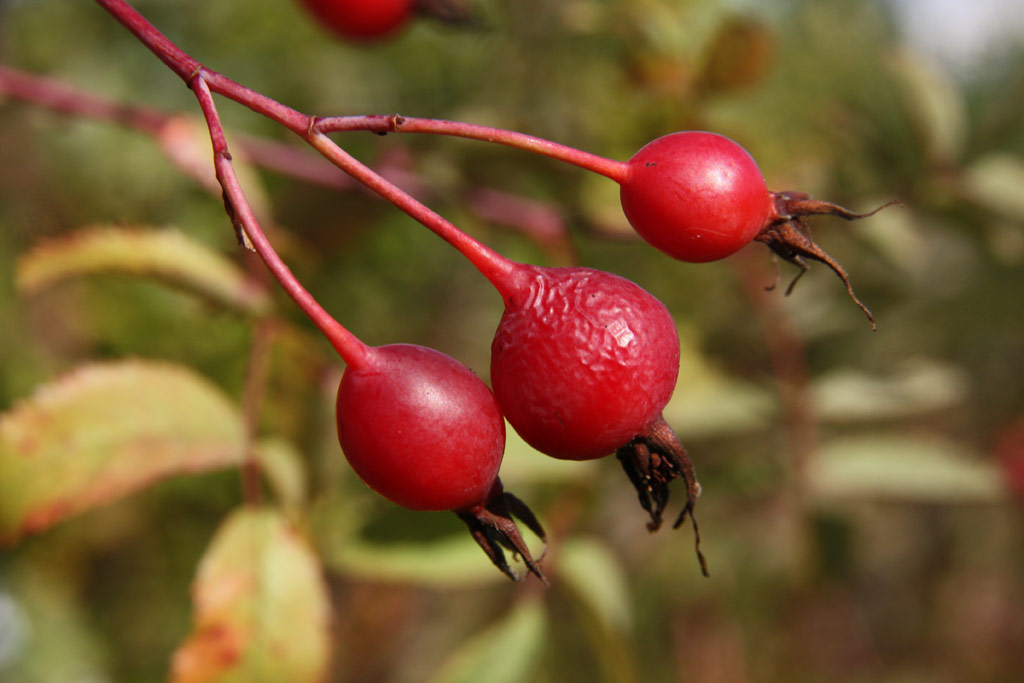 růže Rosa ultramontana