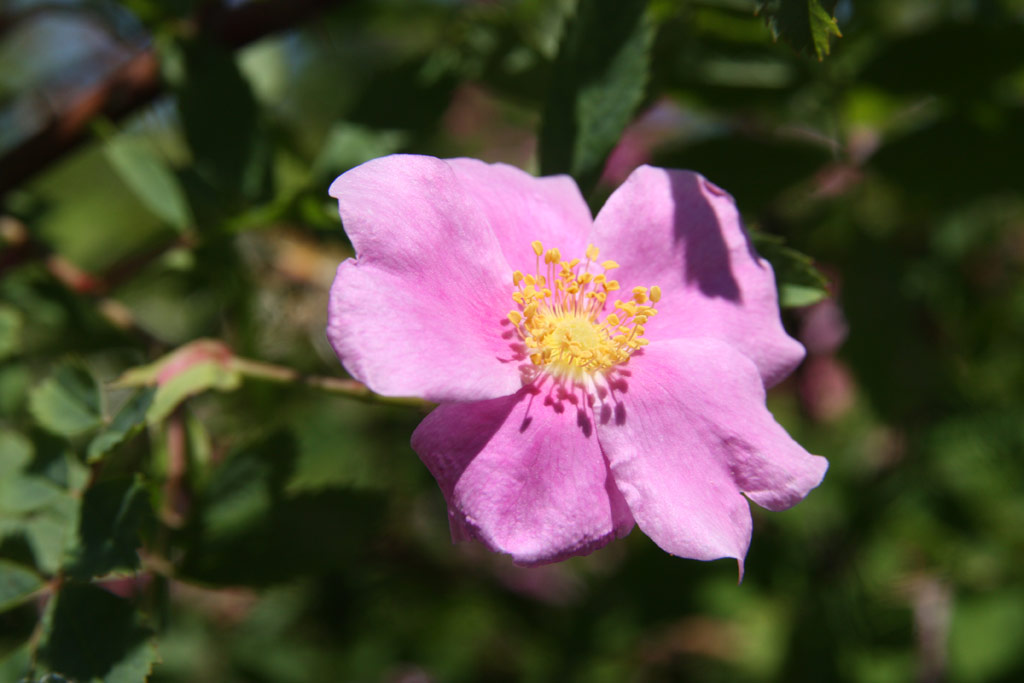 růže Rosa ultramontana