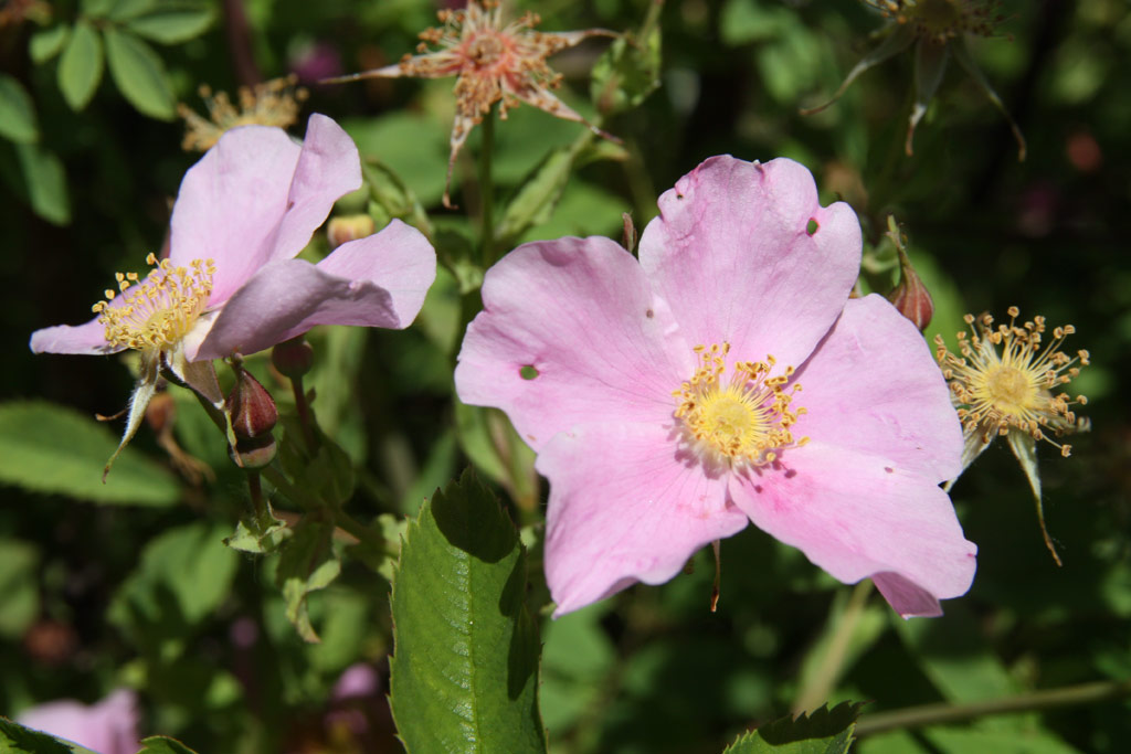růže Rosa ultramontana