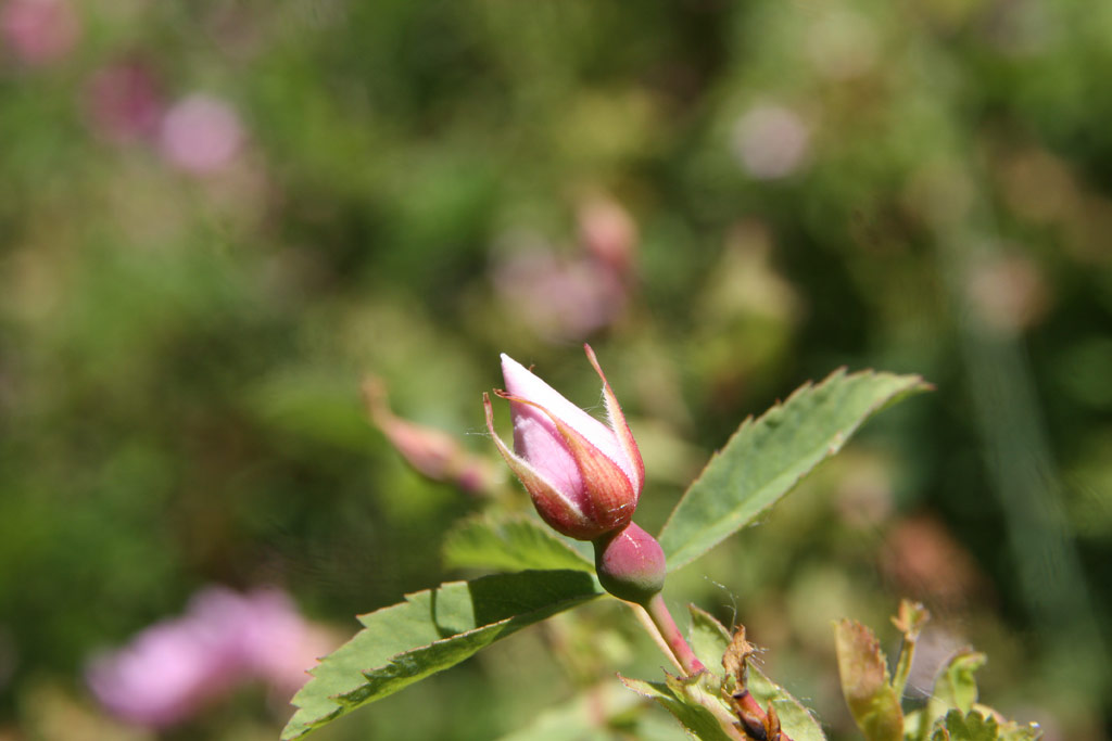 růže Rosa ultramontana