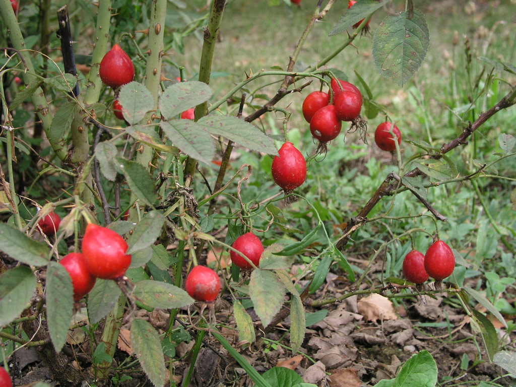 růže Rosa villosa