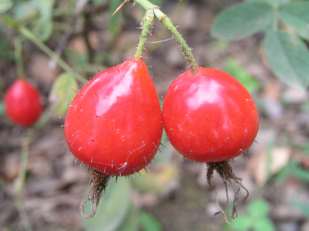 růže Rosa villosa