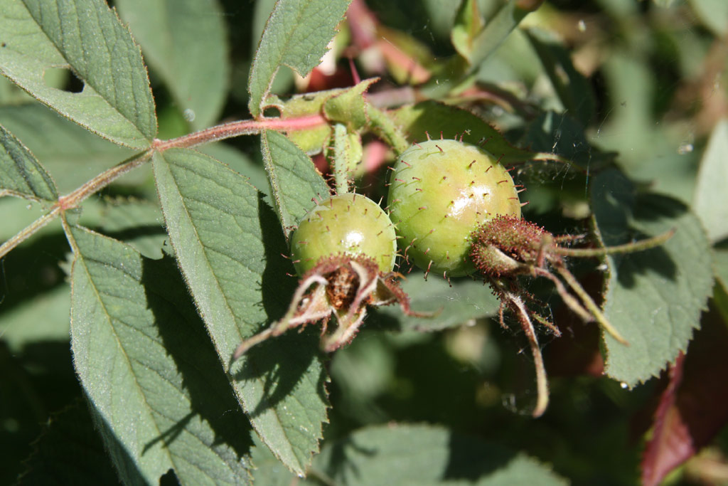 růže Rosa villosa typica