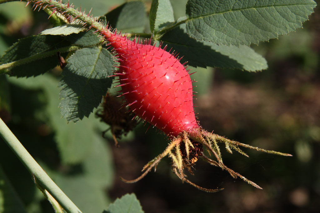 růže Rosa villosa var. duplex