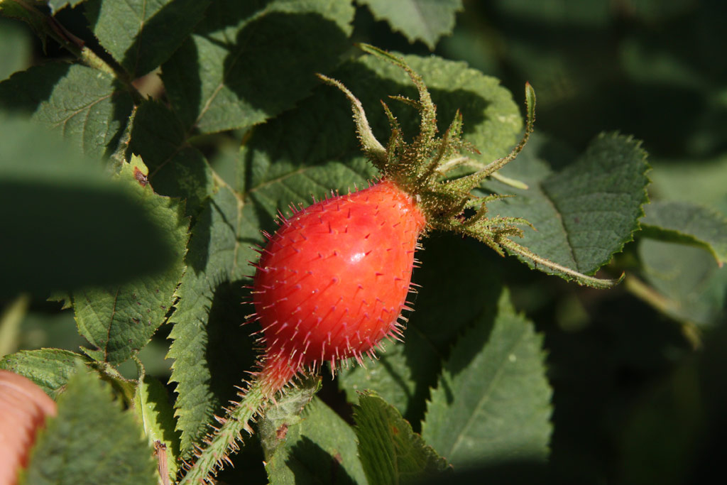 růže Rosa villosa var. duplex