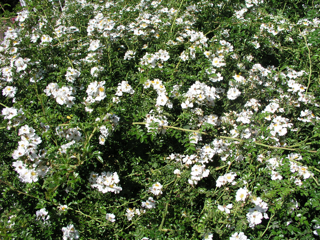 růže Rosa wichuraiana