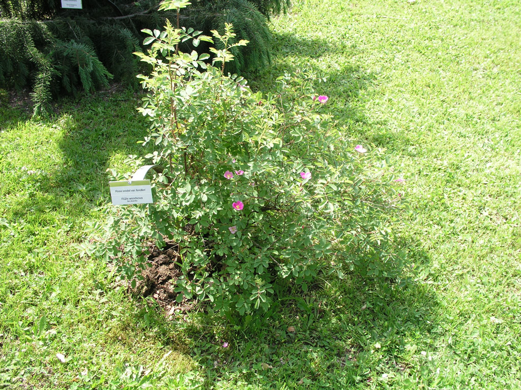růže Rosa woodsii var. fendleri