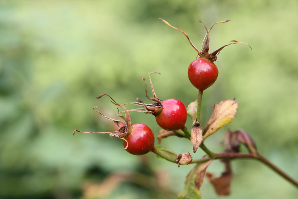 růže Rosa woodsii var. fendleri