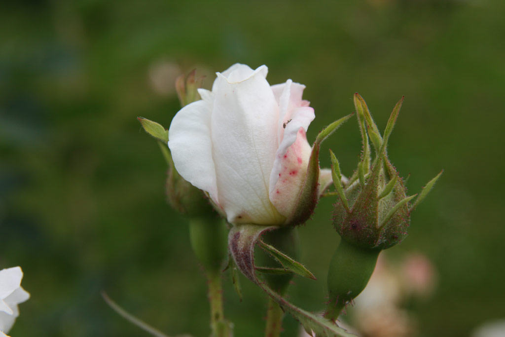 růže Rosa x alba Maxima