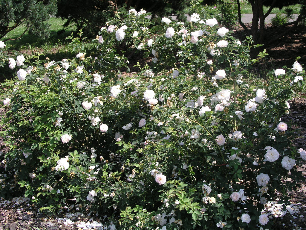 růže Rosa x alba Suaveolens