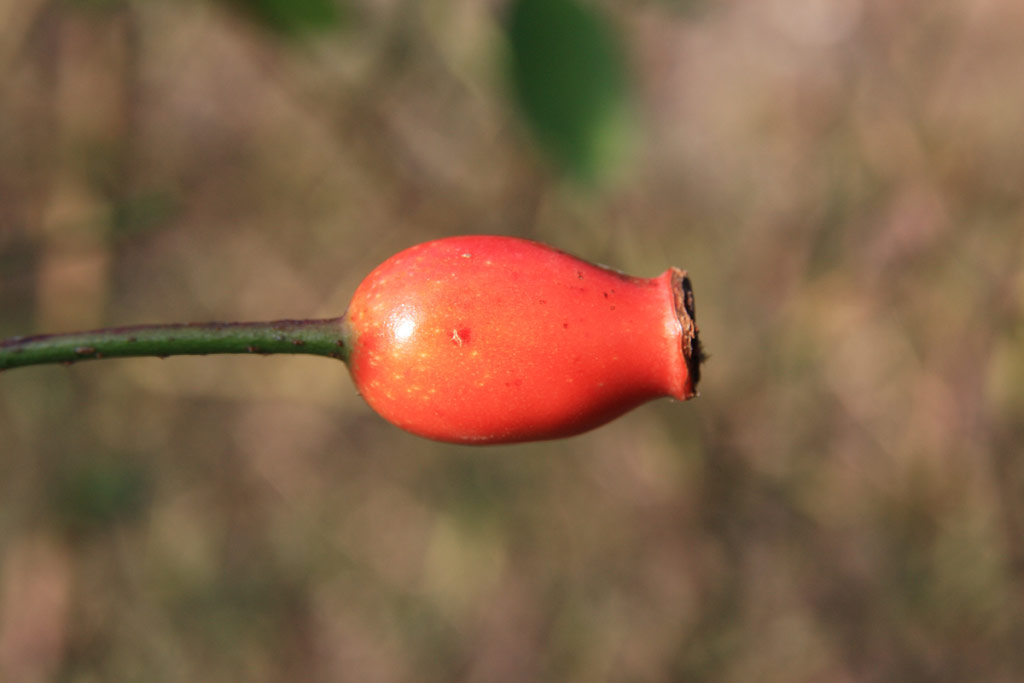 růže Rosa x alba Suaveolens
