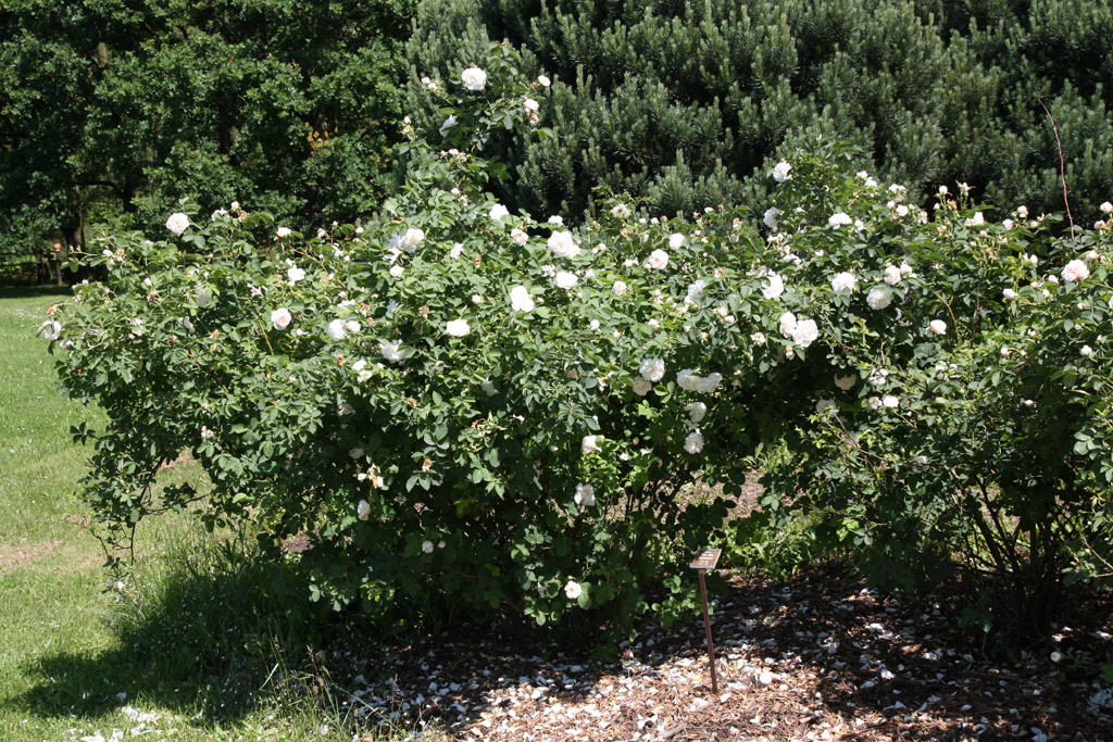 růže Rosa x alba Suaveolens