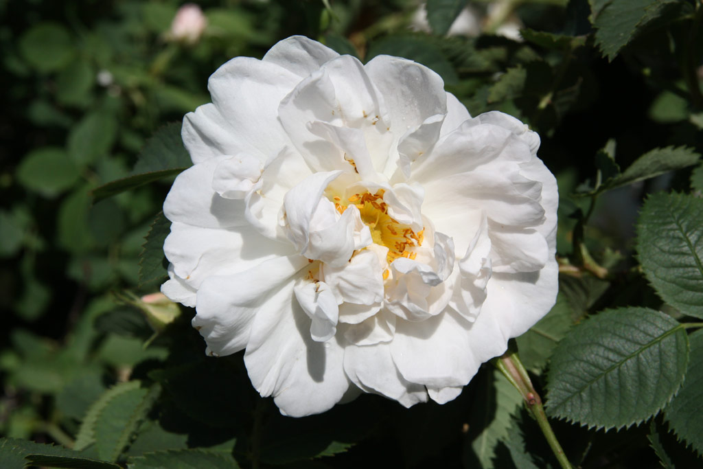 růže Rosa x alba Suaveolens