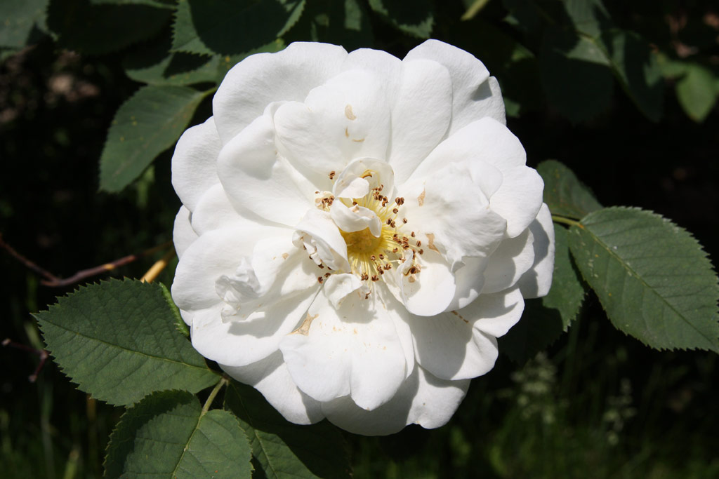 růže Rosa x alba Suaveolens