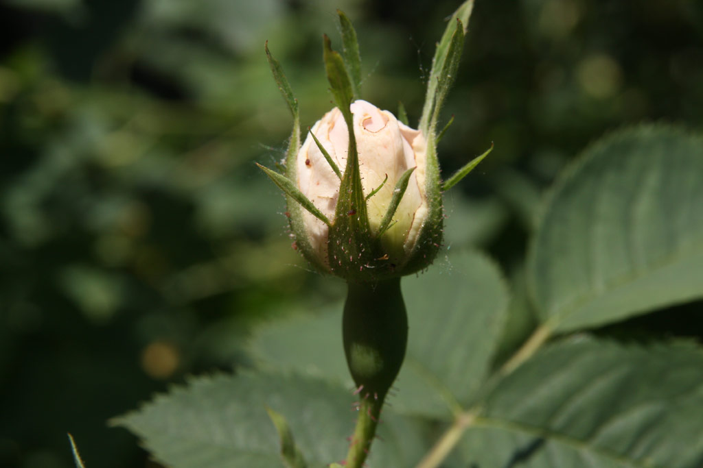 růže Rosa x alba Suaveolens