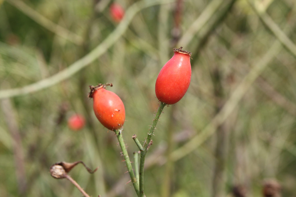 růže Rosa x alba Suaveolens