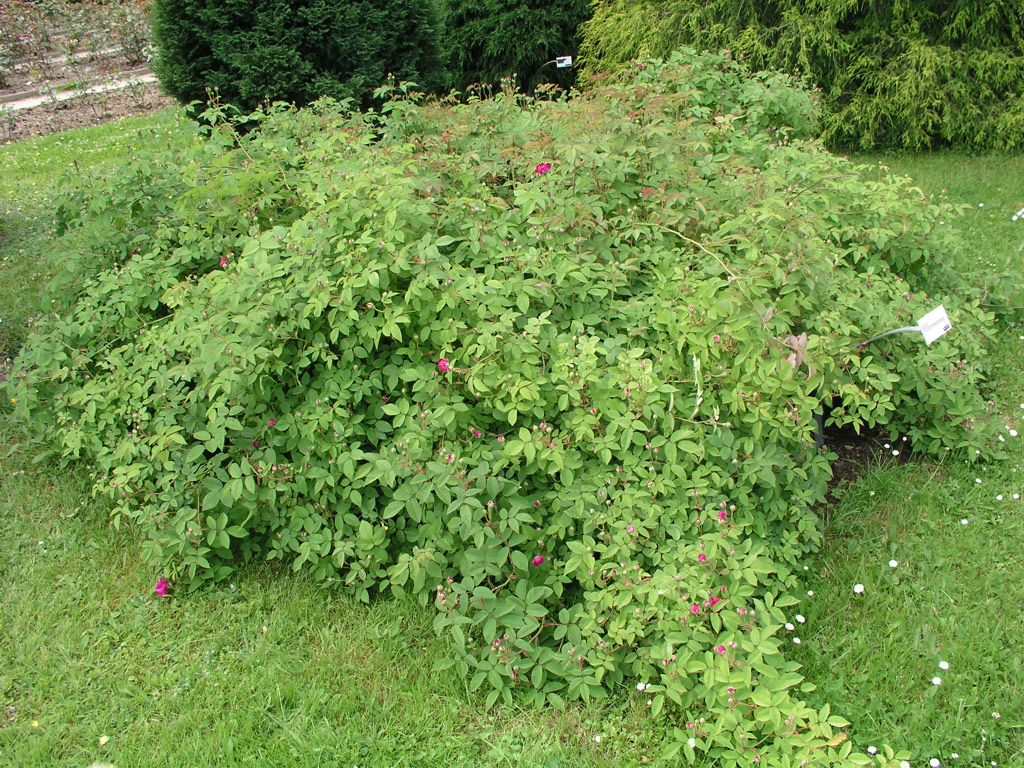 růže Rosa x borboniana