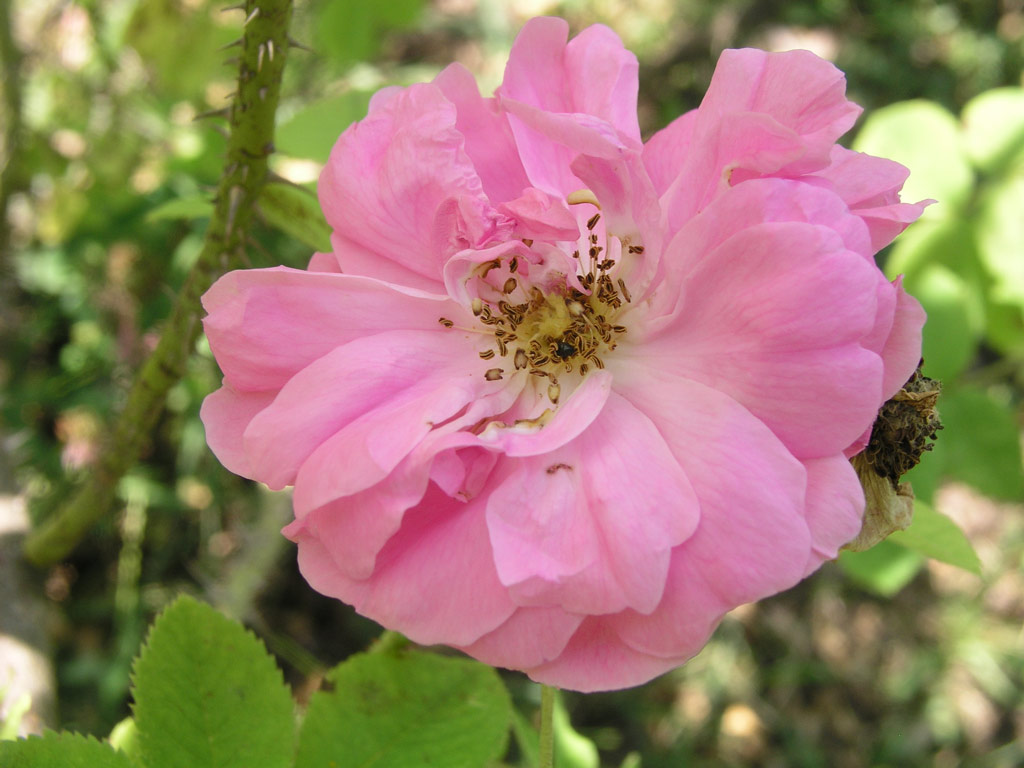 růže Rosa x damascena