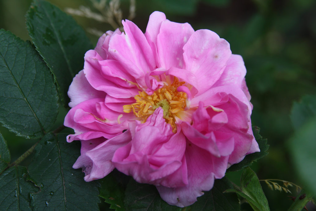 růže Rosa x damascena