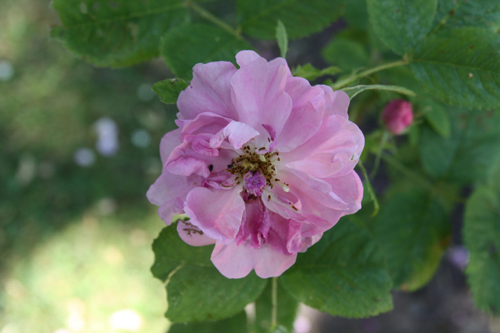 růže Rosa x damascena