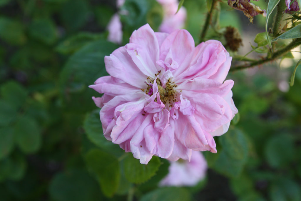 růže Rosa x damascena